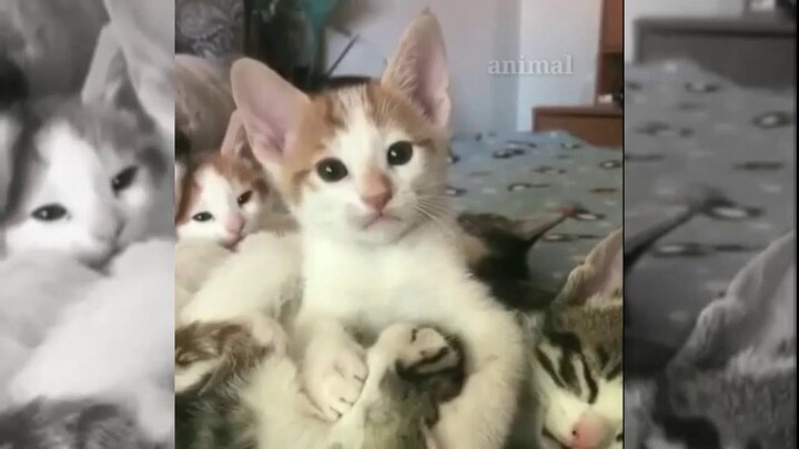 FUNNIEST ANIMAL VIDEO