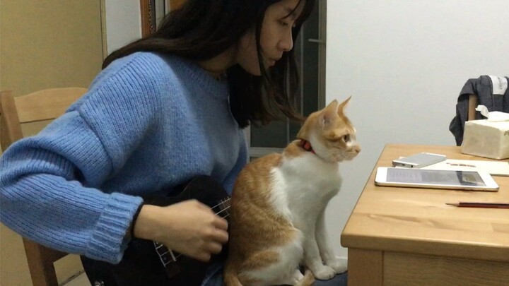 Kegembiraan Pelihara Kucing Tak Lebih Dari Ini~ Meong~