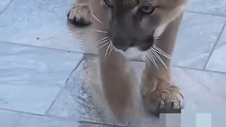 Hakimi, that “hak”-ing cougar!