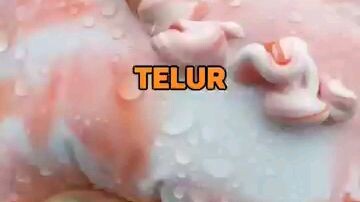 telur apa yang ada dua