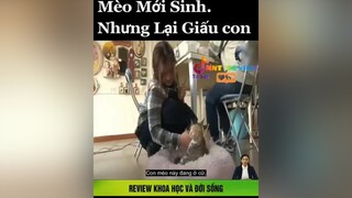 Mèo mới sinh nhưng lại giấu chủ nhân SuThatLa vulaci reviewphim mereviewphim nntreview2