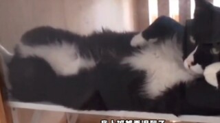 比起网络上的可爱猫猫，我更喜欢这种神经兮兮的猫猫！
