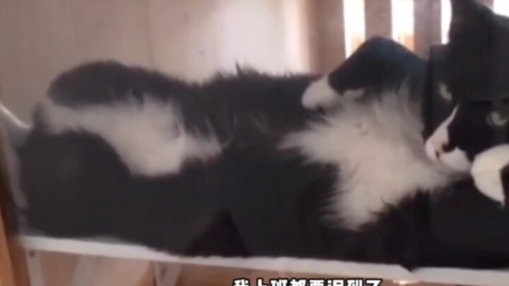 比起网络上的可爱猫猫，我更喜欢这种神经兮兮的猫猫！