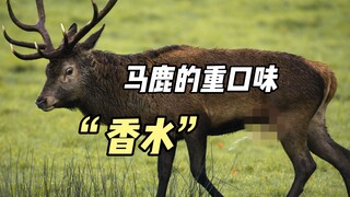 Parfum rasa ekstrem dari Malu, wajib dibawa saat kencan!