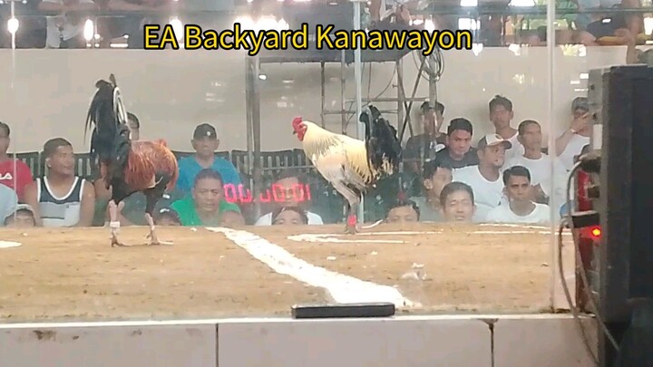 EA Backyard 1st fight-Draw @ Pampanga Coliseum (2hits )