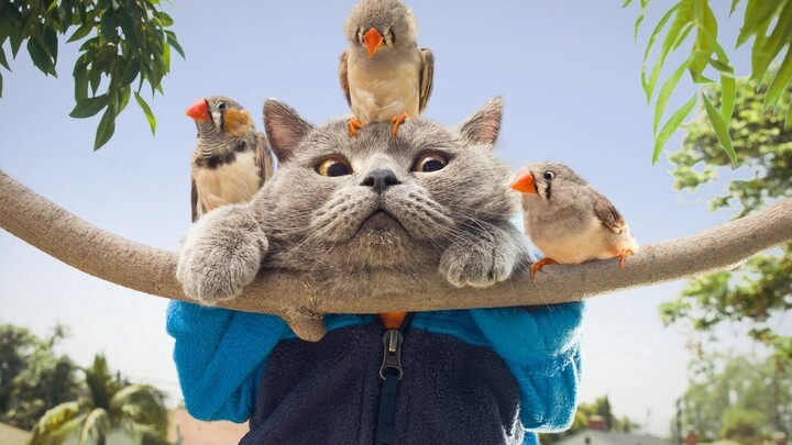 Caring for an injured thug bird, warm cat Mike fully shows his true colors 【AaronsAnimals】