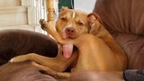 Trust me, You'll LAUGH with the FUNNIEST DOGS of 2021 - FUNNY DOG Videos