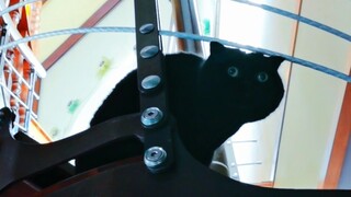 اتضح أن نظرة القطط للحب مذهلة جدًا أيضًا!