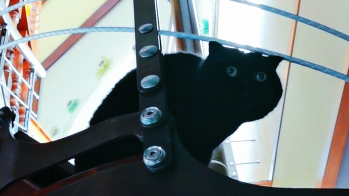 猫咪的爱情观原来也这么奥利给呀！