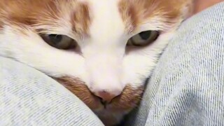 Aku tahu kucing kecil itu sangat baik hati!
