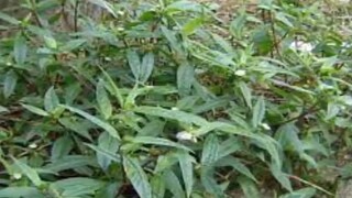 201 bi quyết của người xưa giúp bạn sống khỏe sống lâu