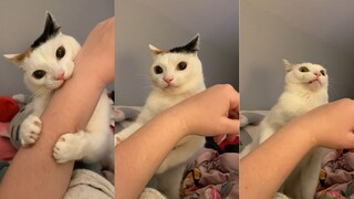 القط: صحيح، أنا... لماذا أفعل هذا؟