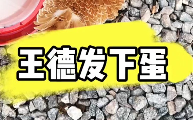 Have you ever seen eggs that cost 300 yuan each?