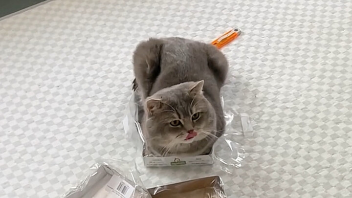 He seems to think he’s really small.