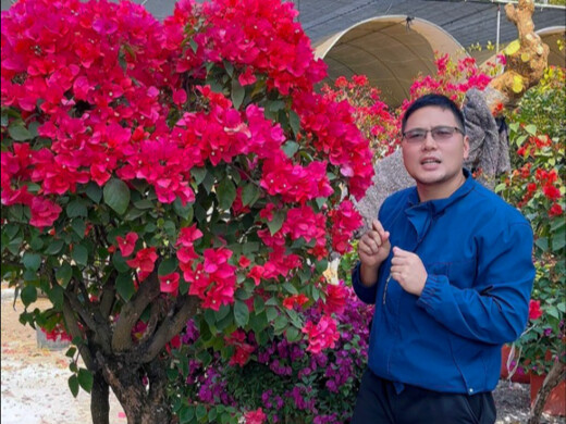 No need to buy bougainvillea—just take a cutting and root it!