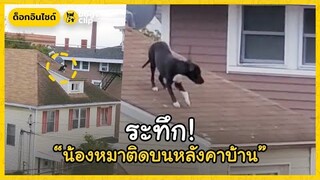 ระทึก! น้องหมาติดบนหลังคาชั้น 3 ของบ้าน | Dog's Clip