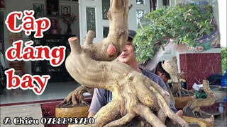 Bonsai bông đẹp giá rẻ và Lô Phôi đế lực gặp A Chiêu 0788823780