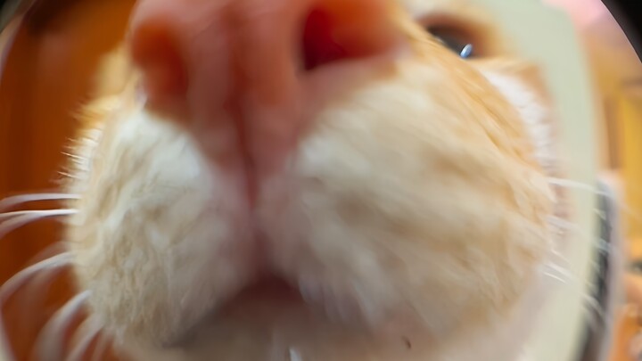 น้องแมวตัวจิ๋วแอบขโมยกินน่องไก่ใหญ่ โดนจับได้คาหนังคาเขาแล้ว!