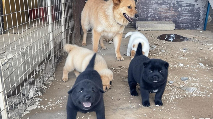 Satu sarang berisi 5 ekor anjing kampung kecil dengan gen warna yang “kembali ke nenek moyang”, namu