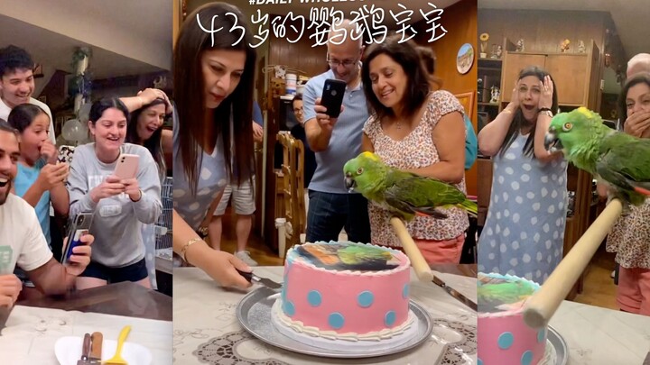 Gender Reveal Party for 43-Year-Old Parrot Baby