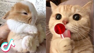 Cute TikTok Pets that Will 100% Make Your Day Better 🥰