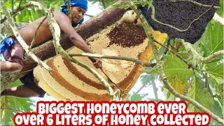 Harvesting Honey From Giant Wild Honey Bee in Philippines