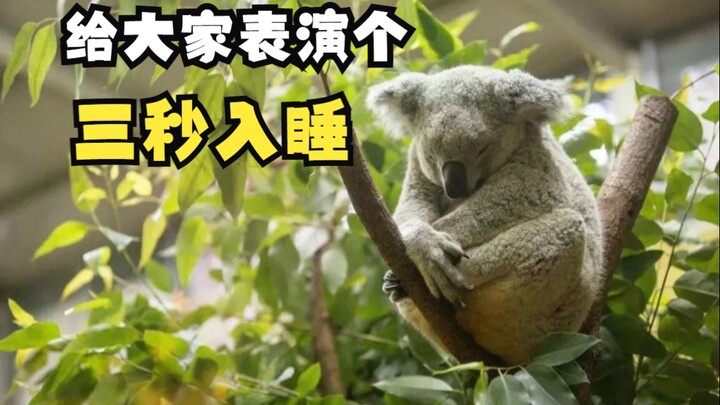 พวกที่นอนบนต้นไม้!