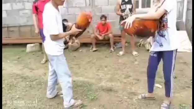 #SPAR GOLD IN THE LEFT MAN 🐓