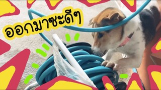 โลกของแสนดี ตอน ตัวอะไรอยู่ในสายยาง สัตว์ร้ายหรือเปล่า?