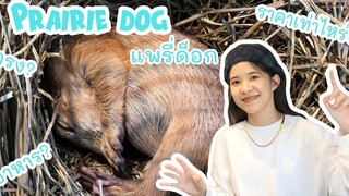 รับน้องแพรี่ด็อก (Prairie dog) มาเลี้ยง EP01