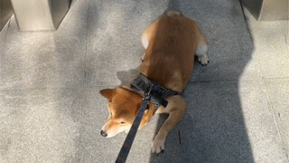 妈妈的好大儿（纯窝里横）