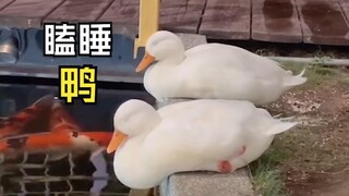 那些有爱的动物视频！