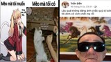 Meme Dạo#19|Loại Mèo Ai Cũng Muốn Có Kiểu:| NKL Official
