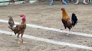 Binabae Vs Golden Boy, 110k PARADA. LUCENA VS LUMBAN #SABONG