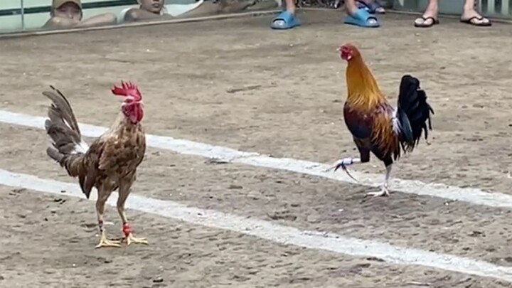 Binabae Vs Golden Boy, 110k PARADA. LUCENA VS LUMBAN #SABONG