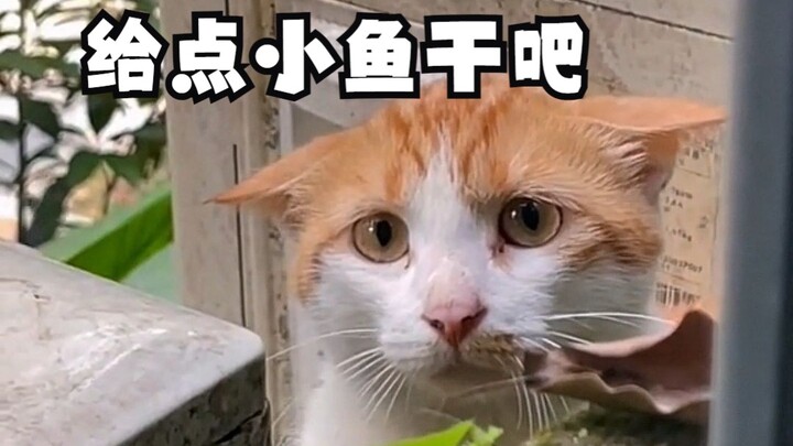 Anak kucing yang pemalu namun mudah didekati