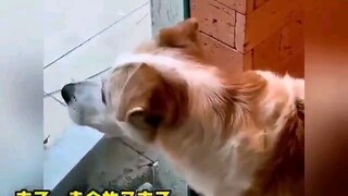 Dog is afraid of cat.