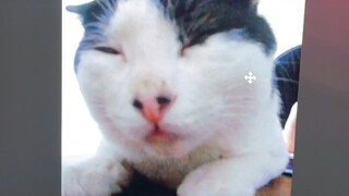 Live Kitten