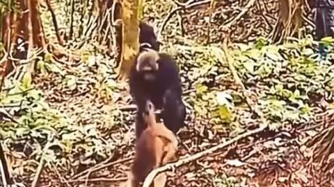 Gorilla Kills Monkey