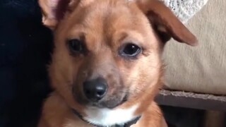 Pastikan untuk menjauhkan anjing berkaki panjang dari Corgis, jika tidak...