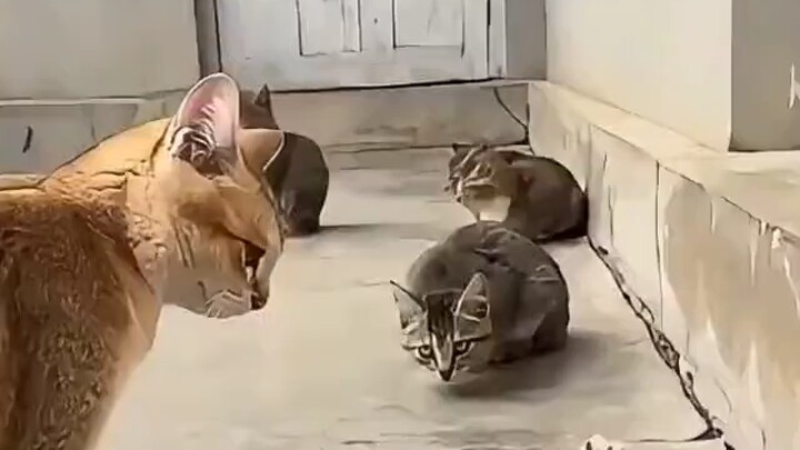 Mẹ mèo lần lượt dạy dỗ bốn chú mèo con lẻn ra ngoài, chỉ riêng chú mèo ở nhà là mặt mày đắc ý!