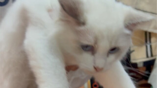 Để mèo xem mygo thì kết quả là tè dầm lên máy tính rồi…..