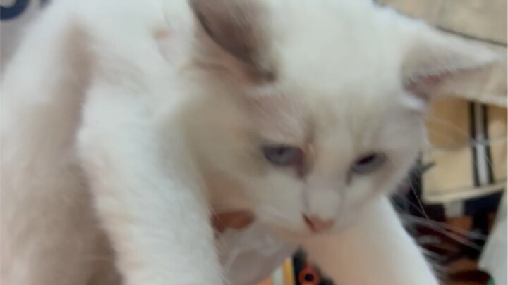 Để mèo xem mygo thì kết quả là tè dầm lên máy tính rồi…..