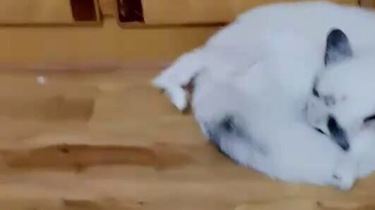 Domestic foxes actually grow two tails! The video proves that it cut off its cultivation on its own 