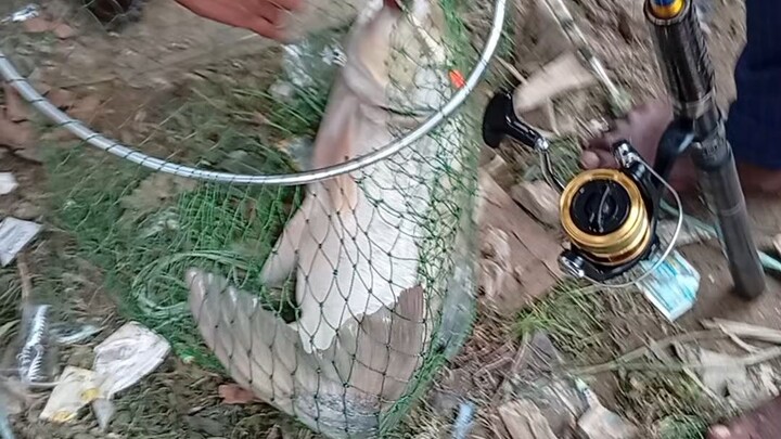 মাছ সিকারের ভিডিও