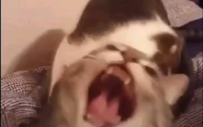 “It looks so polite!”