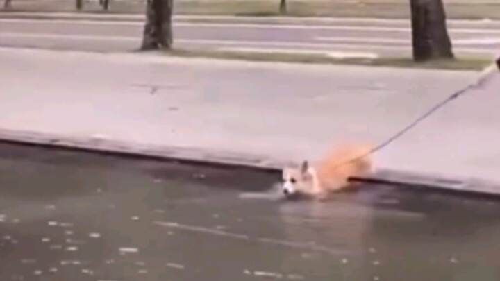 Little Corgi: The colorful world is full of so many temptations!