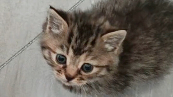 คุณย่าหิ้วแมวพื้นเมืองตัวเล็กมาให้ฉัน