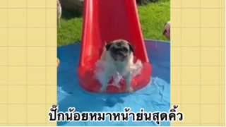 เพื่อนตัวน้อย สัตว์เลี้ยงแสนซน : ปั๊กน้อยหมาหน้าย่นสุดคิ้ว