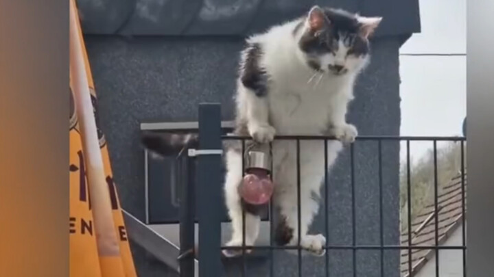 Cat: Let’s just play it safe!